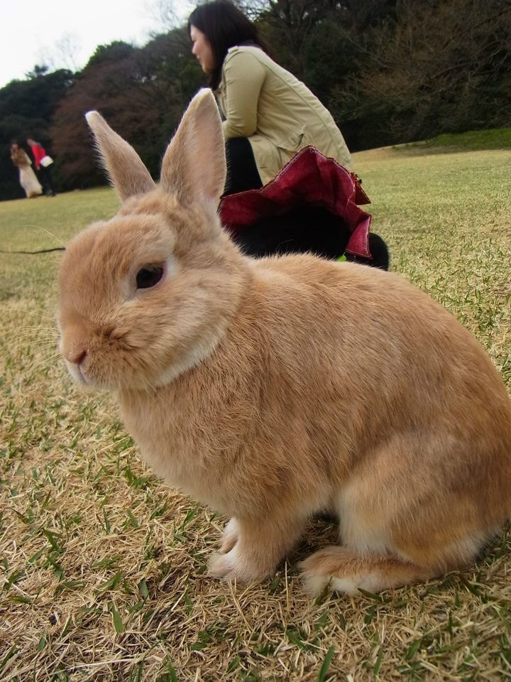 ネザーランドドワーフ みるくの写真 - 01.jpg