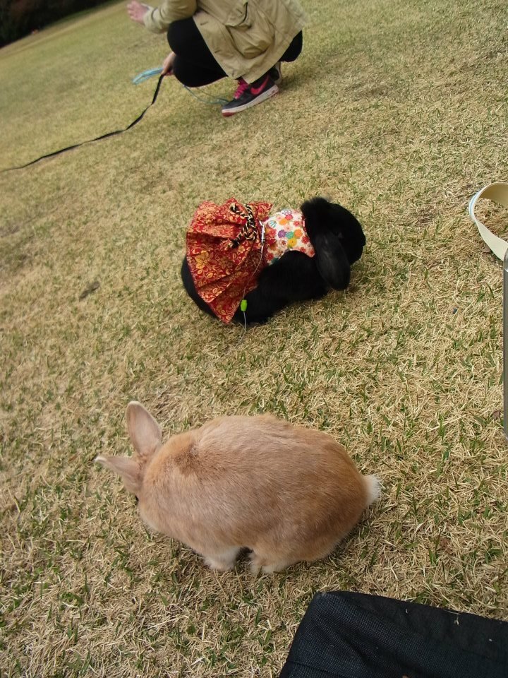 ネザーランドドワーフ みるくの写真 - 02.jpg