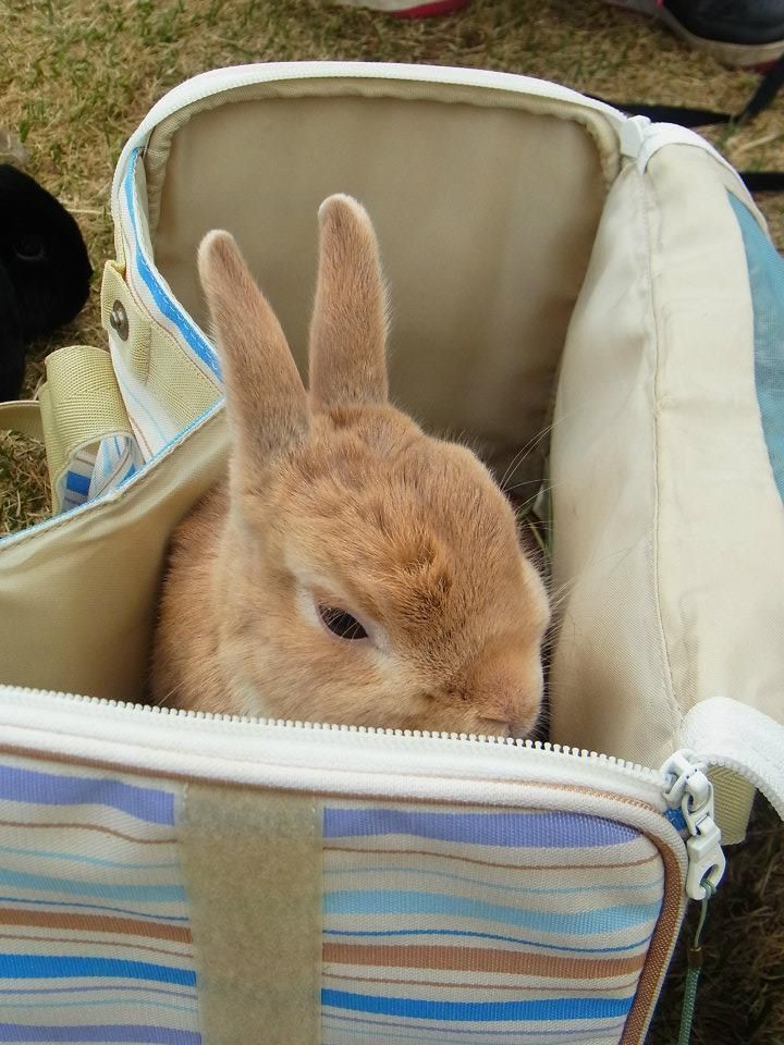 ネザーランドドワーフ みるくの写真 - 05.jpg