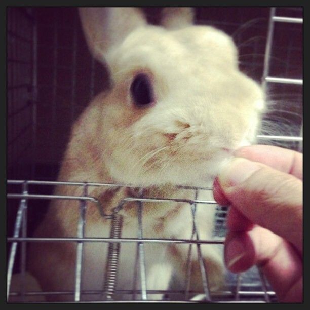 ネザーランドドワーフ みるくの写真 - 05c76082e7e811e2af7822000a1fb04e_7.jpg