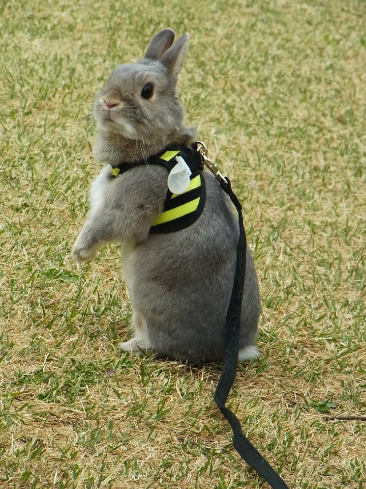 ネザーランドドワーフ みるくの写真 - 08.jpg