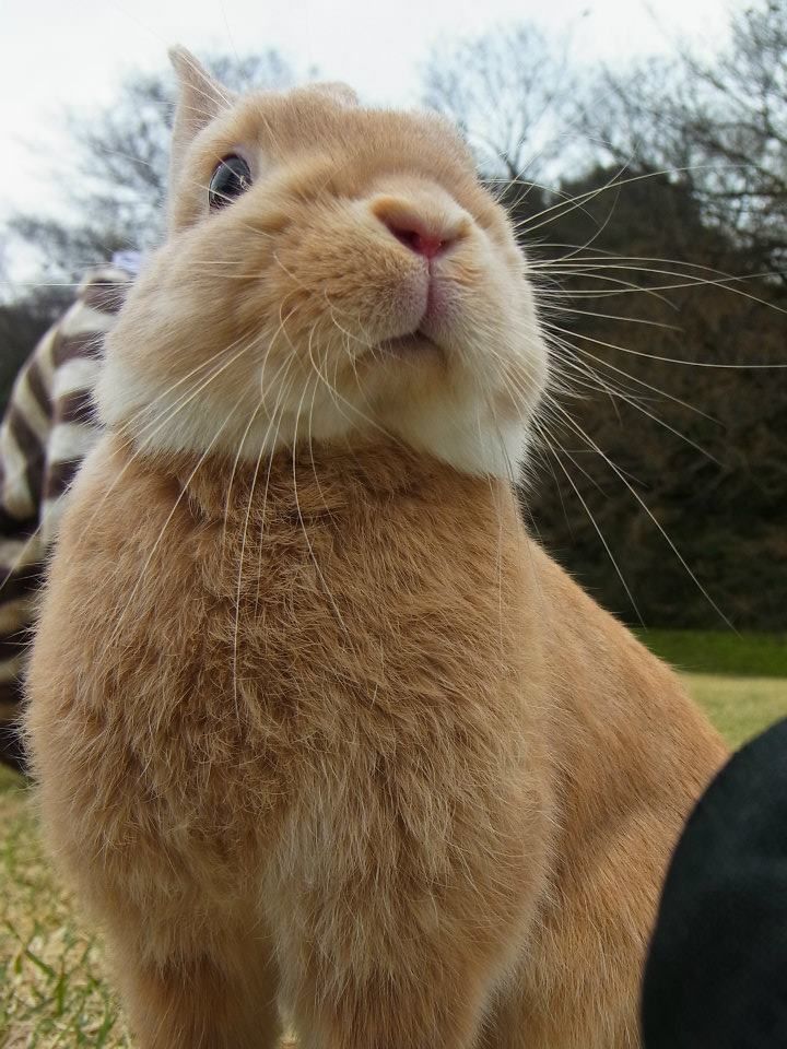 ネザーランドドワーフ みるくの写真 - 09.jpg