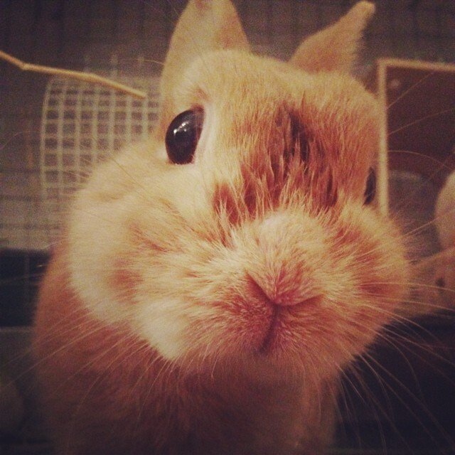 ネザーランドドワーフ みるくの写真 - 10544256_245372825673251_1727110090_n-1.jpg