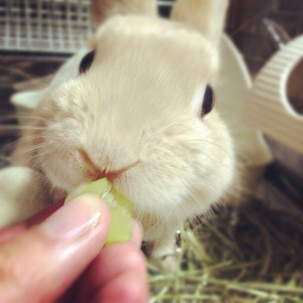 ネザーランドドワーフ みるくの写真 - 107dc17e2da811e2b55122000a1f9be7_7.jpg