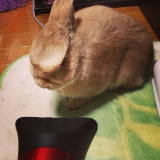 ネザーランドドワーフ みるくの写真 - 185a5544752c11e2ab3b22000a9f14cb_7.jpg