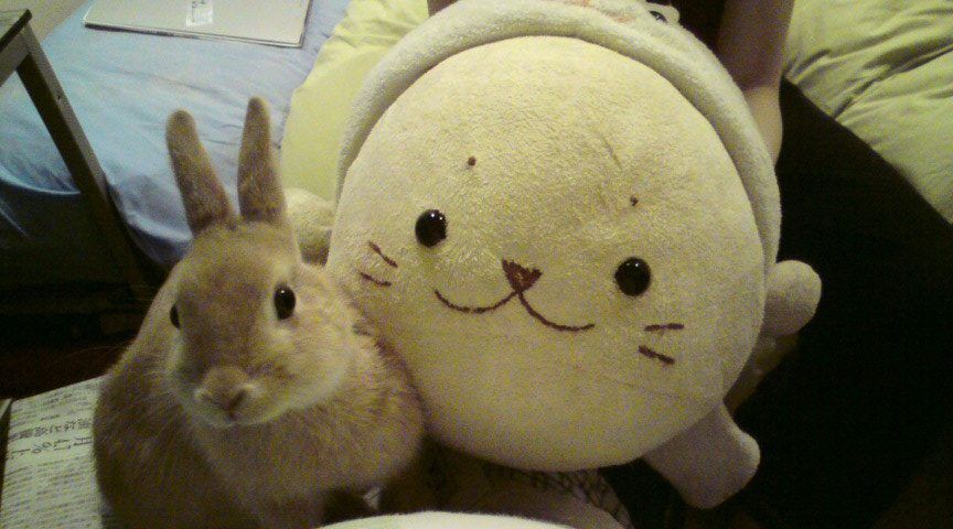 お友達のうさたん