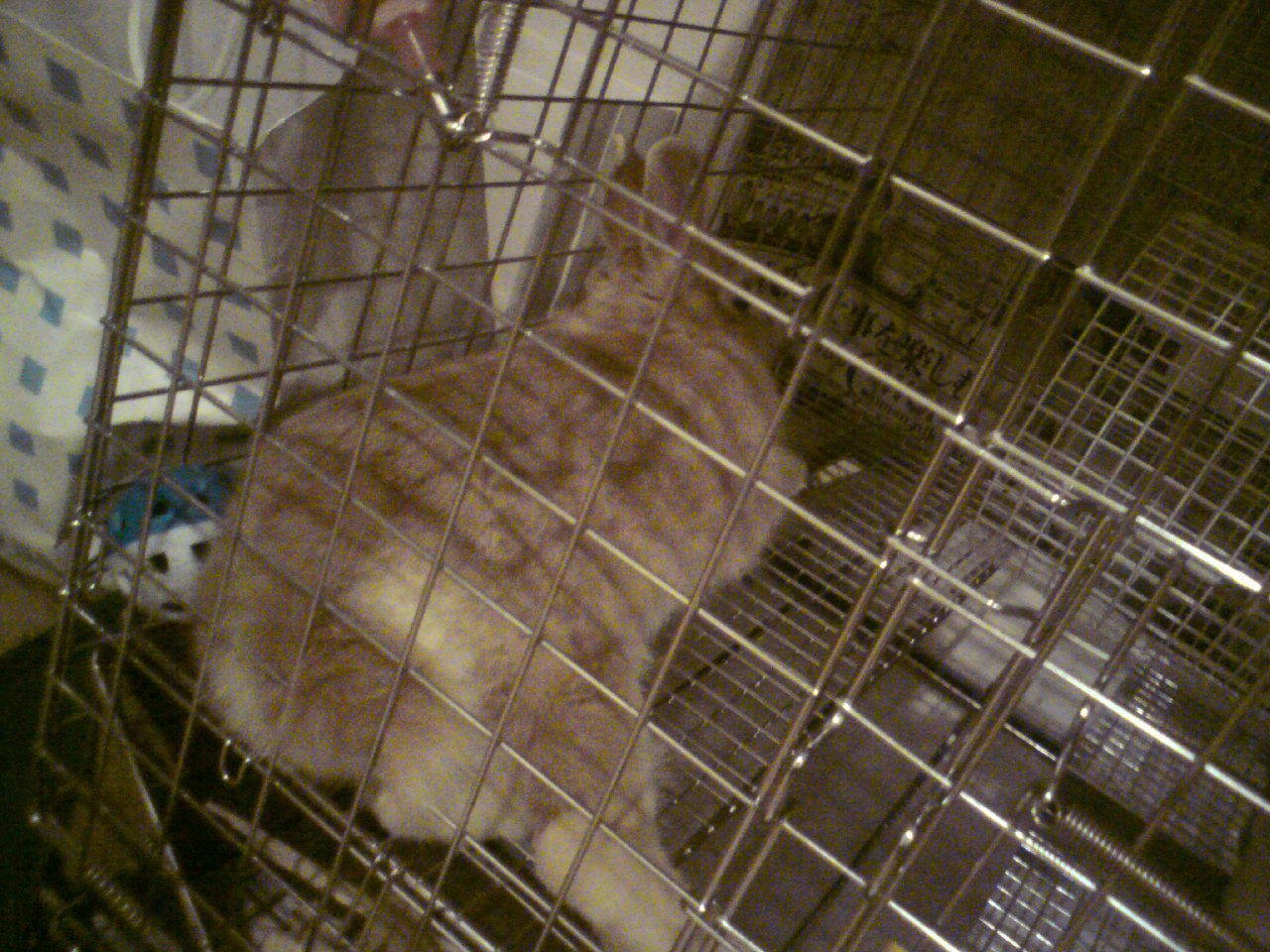 ネザーランドドワーフ みるくの写真 - 20080805011328.jpg