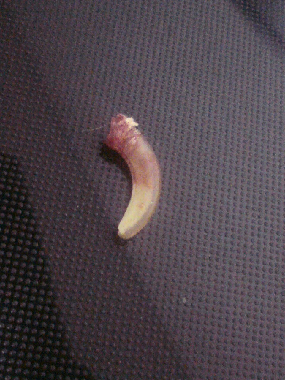 ネザーランドドワーフ みるくの写真 - 20080930011925.jpg