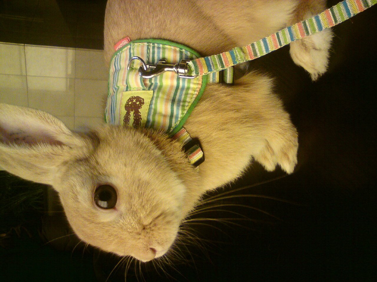 ネザーランドドワーフ みるくの写真 - 20081108013319.jpg