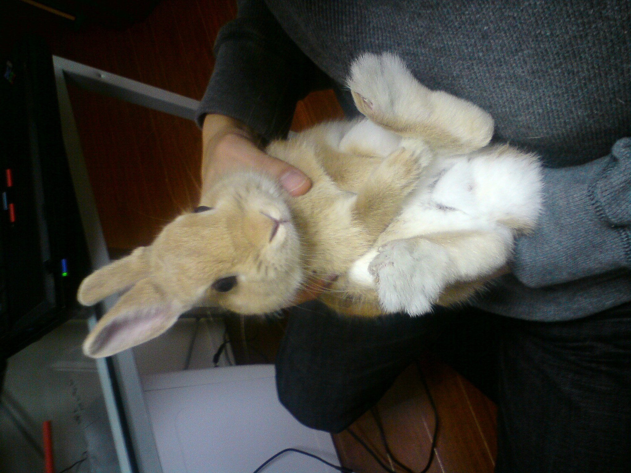 ネザーランドドワーフ みるくの写真 - 20090113232240.jpg