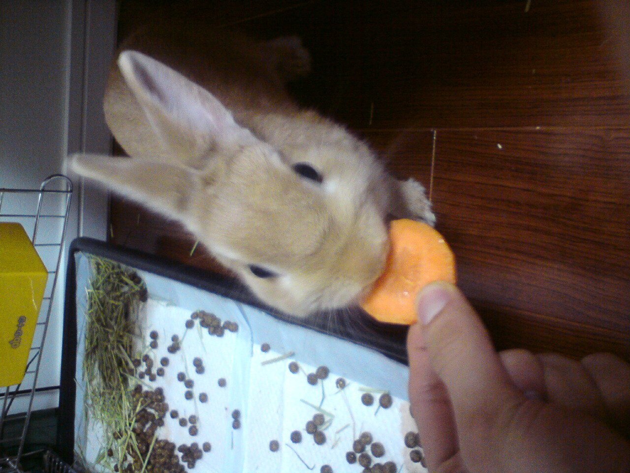 ネザーランドドワーフ みるくの写真 - 20090123221605.jpg