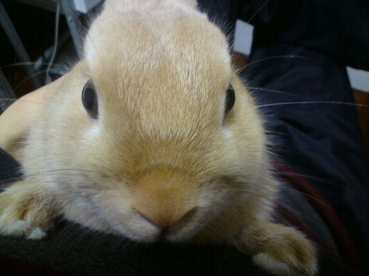 抱っこ嫌いだよ！