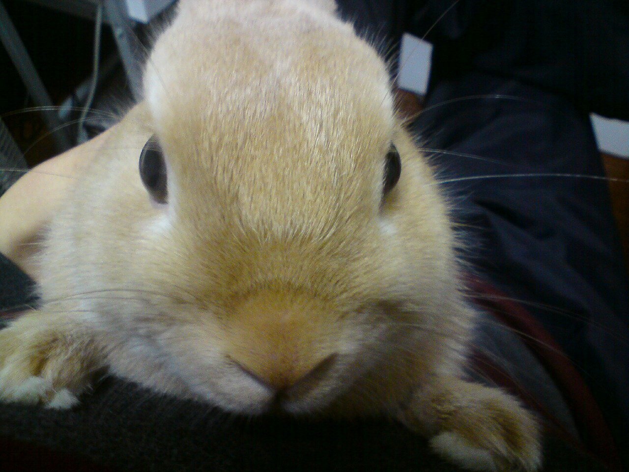 ネザーランドドワーフ みるくの写真 - 20090201020709_3.jpg