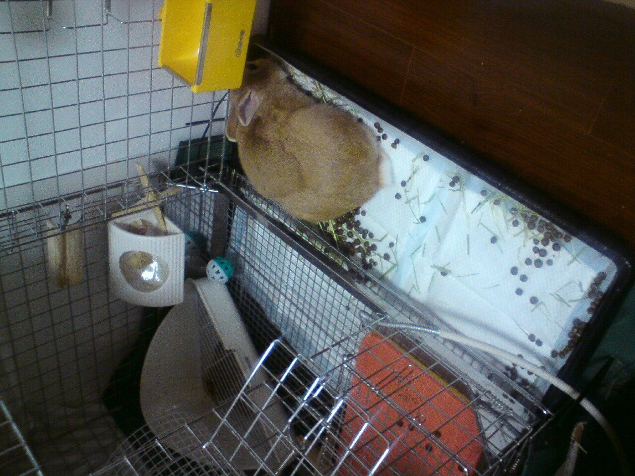 ネザーランドドワーフ みるくの写真 - 20090206211635.jpg