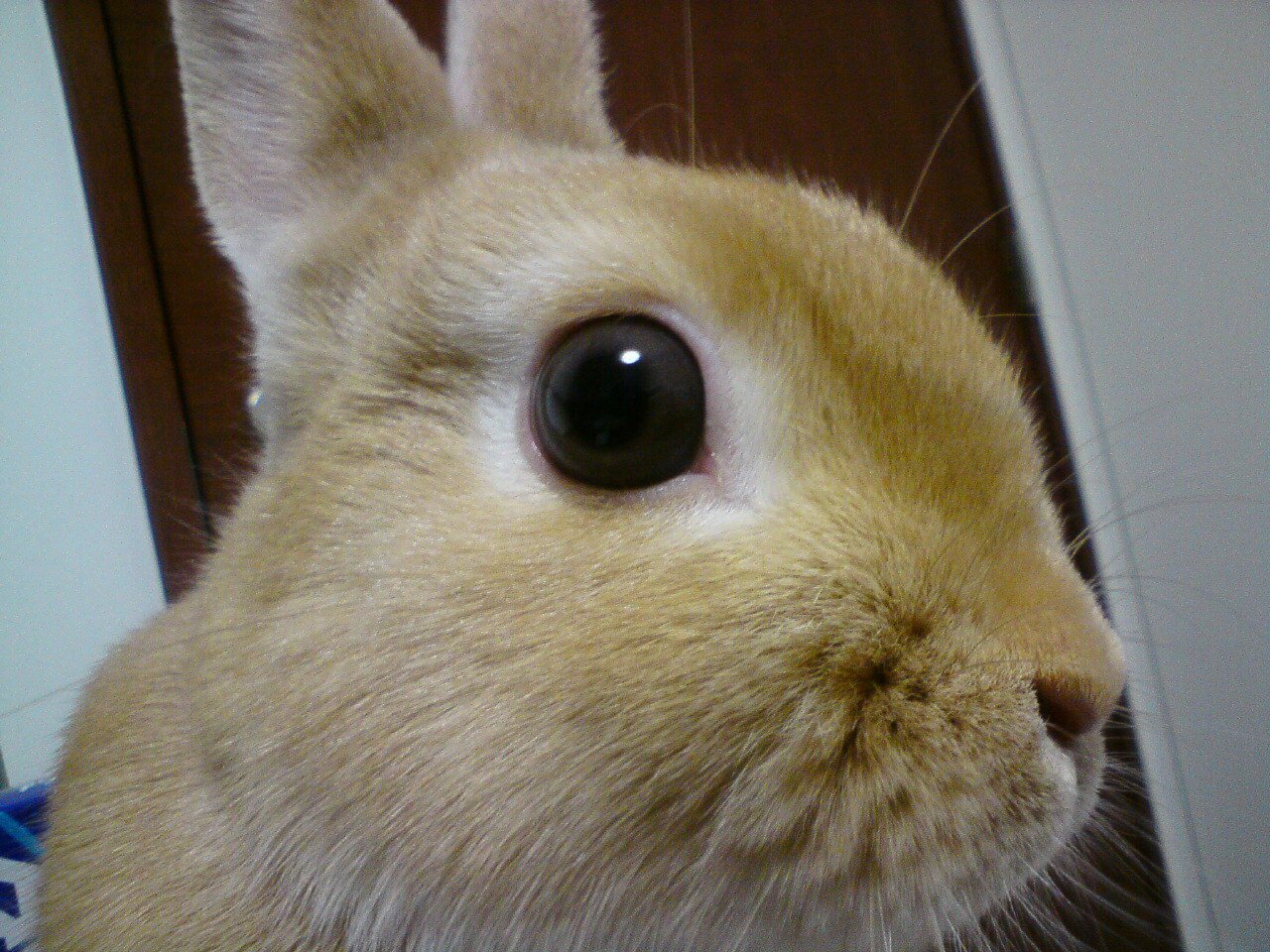 ネザーランドドワーフ みるくの写真 - 20090206214508.jpg