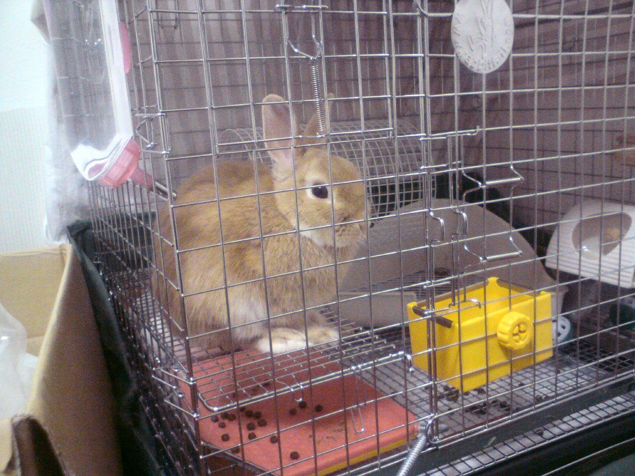 ネザーランドドワーフ みるくの写真 - 20090207005705.jpg