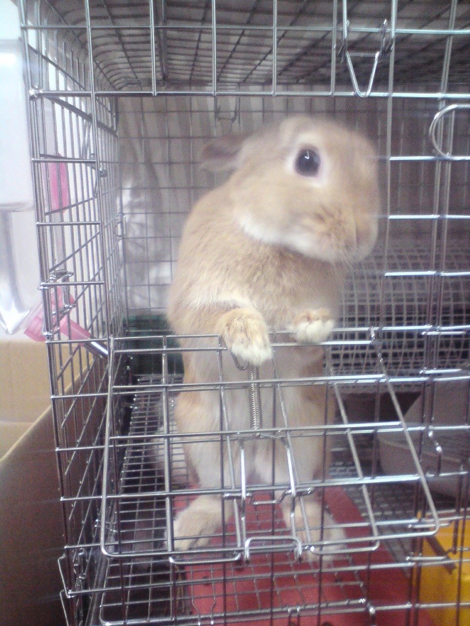 ネザーランドドワーフ みるくの写真 - 20090214121935.jpg