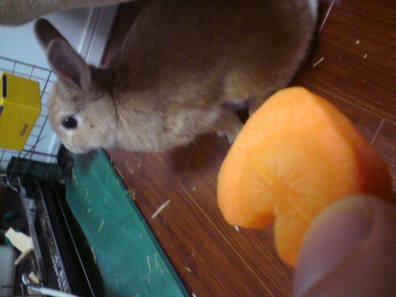 ネザーランドドワーフ みるくの写真 - 20090215004155.jpg