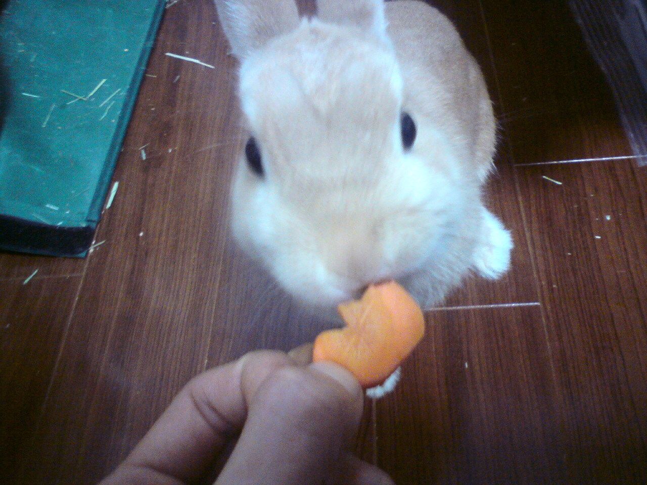 ネザーランドドワーフ みるくの写真 - 20090215004228.jpg