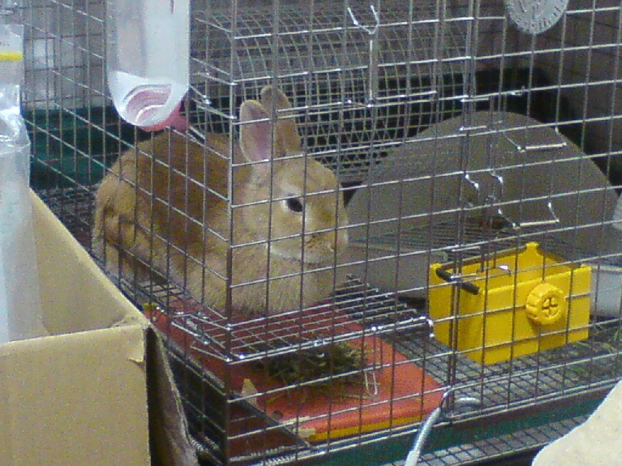 ネザーランドドワーフ みるくの写真 - 20090216030505.jpg