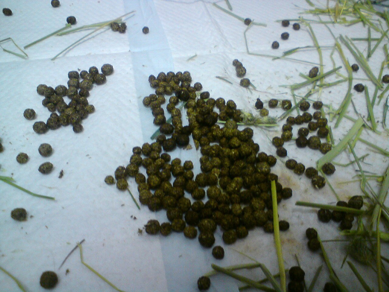 ネザーランドドワーフ みるくの写真 - 20090305002659.jpg