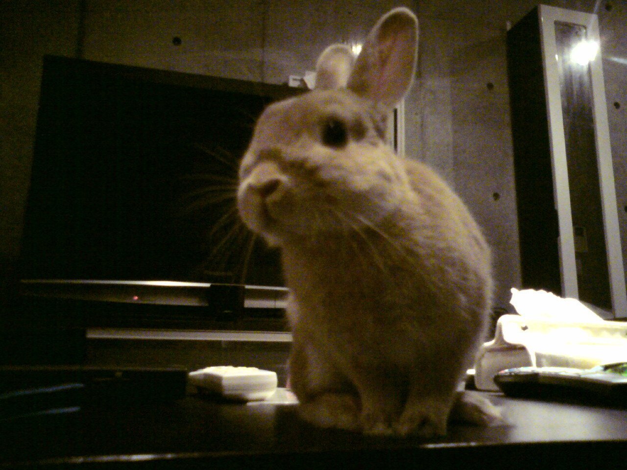 ネザーランドドワーフ みるくの写真 - 20090319030047.jpg