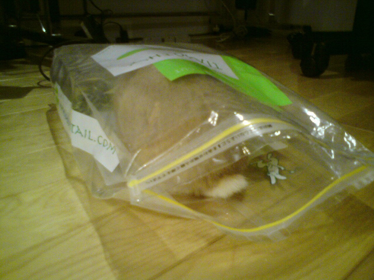 ネザーランドドワーフ みるくの写真 - 20090602005456.jpg