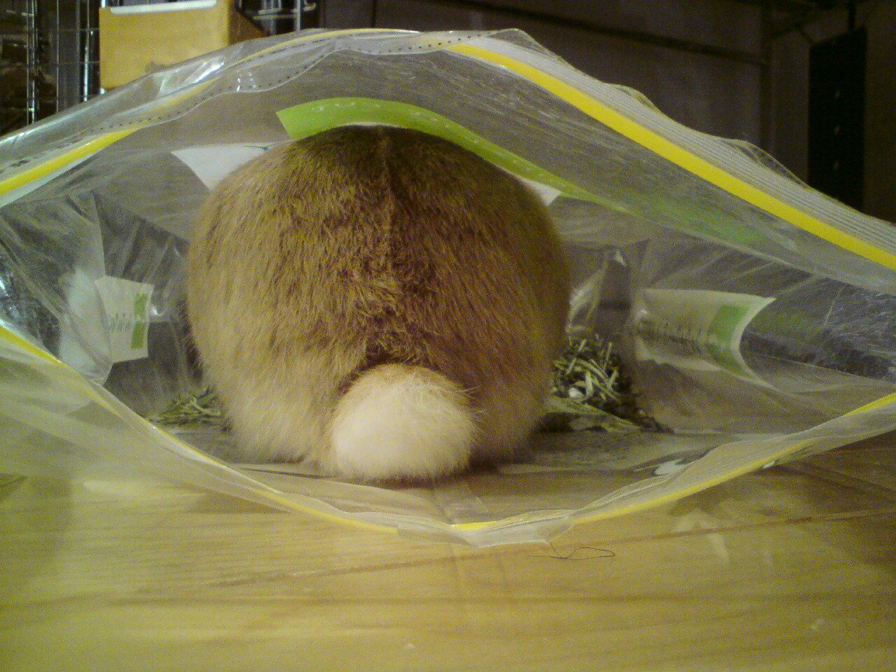 ネザーランドドワーフ みるくの写真 - 20090602005527.jpg