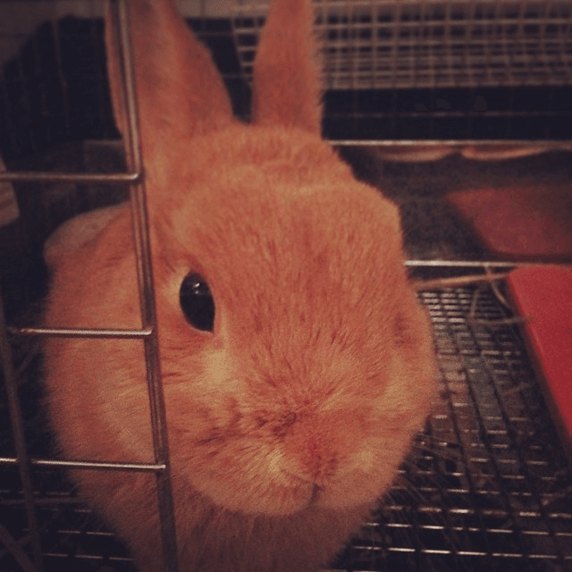 ネザーランドドワーフ みるくの写真 - 2025-11-11-13-24-33.png