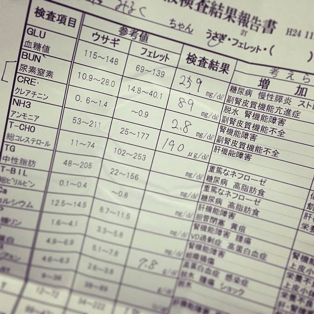 ネザーランドドワーフ みるくの写真 - 2025-11-11-21-58-14.png