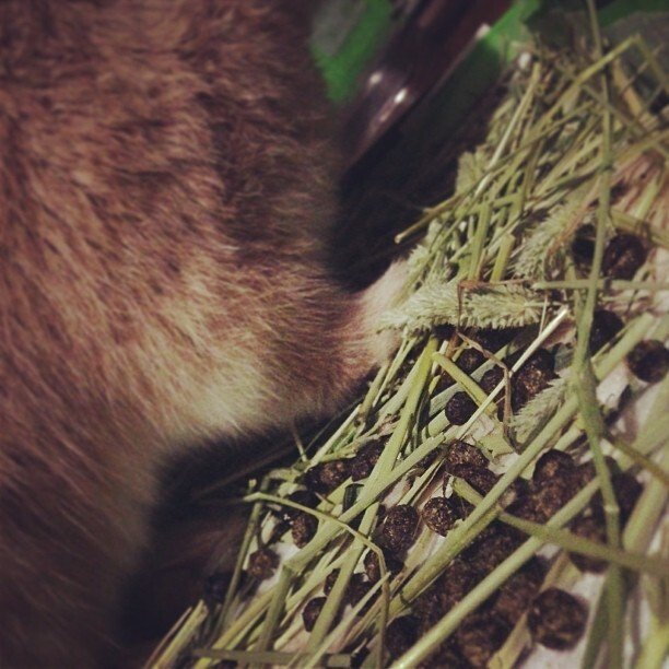 チョコみたいなうんこ？うんこみたいなチョコ？どつちでもいいからたべちゃえー☆