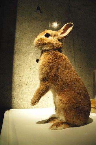 ネザーランドドワーフ みるくの写真 - 3379963906_40129d7259.jpg