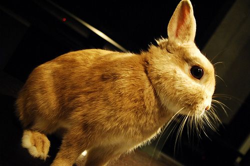 換毛期がやっとおわった！