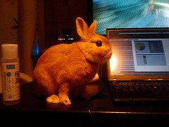 テーブルの上からこんにちは！