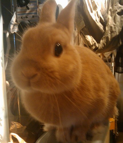 ヒーターの上からハロ～