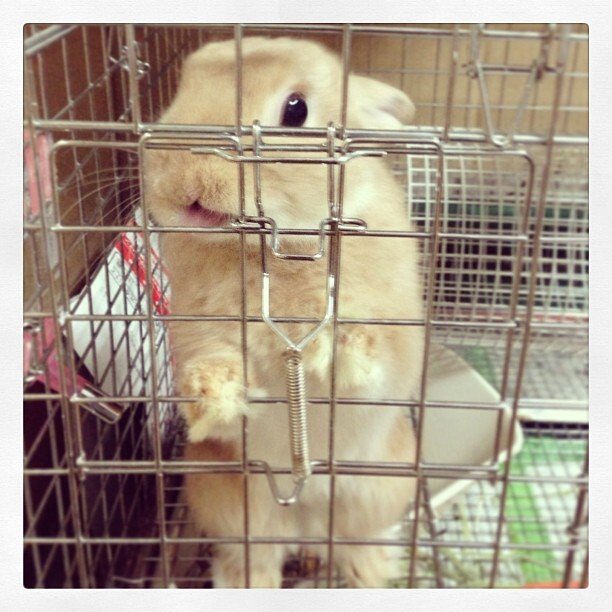 おやつが欲しいです！