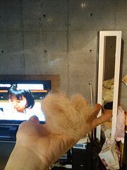 換毛期