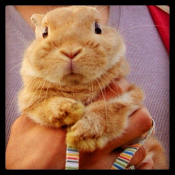 だっこは嫌いだよ！