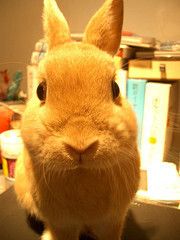 おやつくれるの？