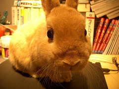 Theみるく