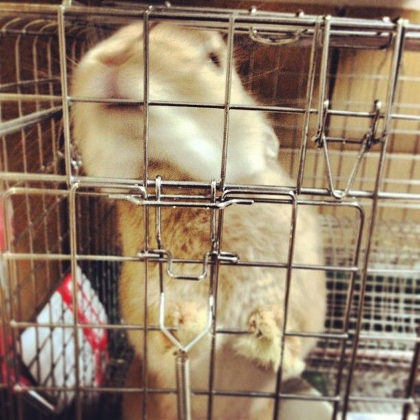 2013年もうさぎ年にしてくれーーー