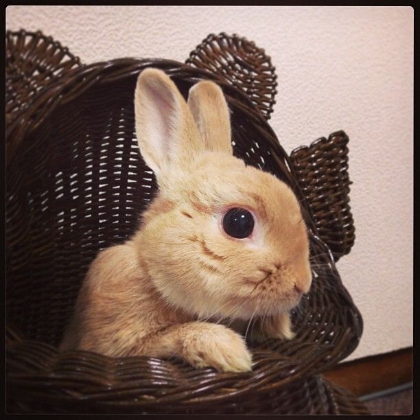 カエルの歌がー♫