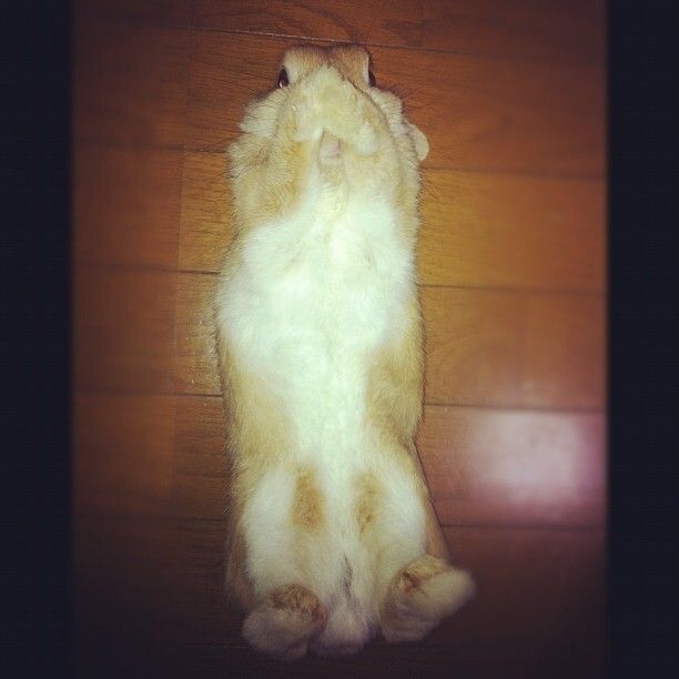 裏返しにされて、泣きそうなみるく