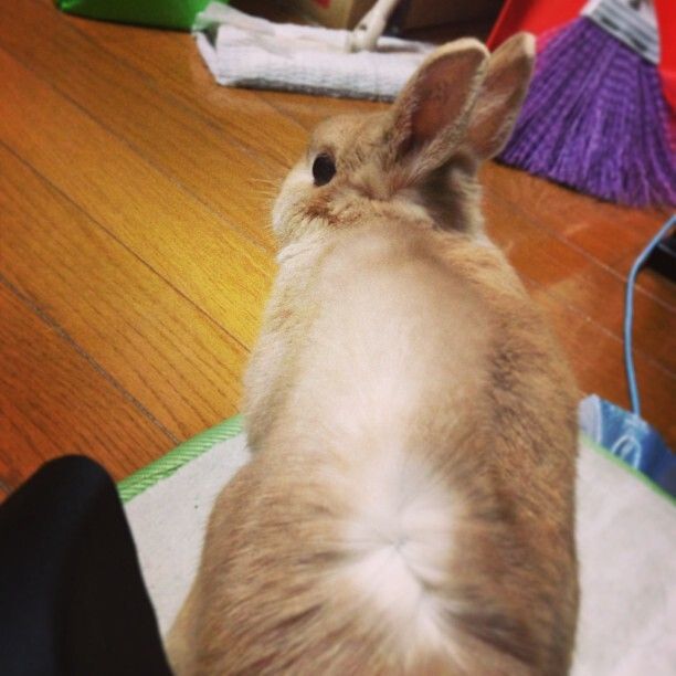 ドライヤーの風が好きらしい