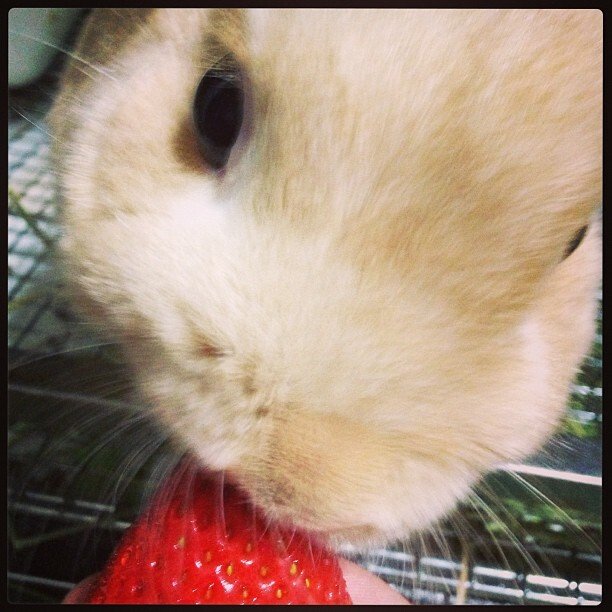 一粒50円のあまおう。。。