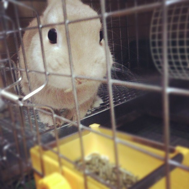 来月は五歳の誕生日だよ！