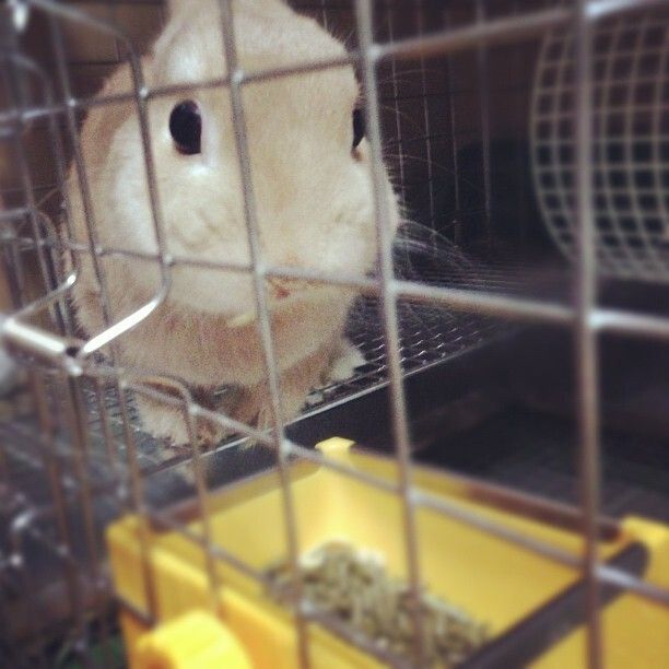 来月は五歳の誕生日だよ！