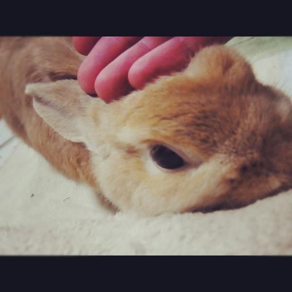 撫でられすぎて、「へなっ」ってなってます。