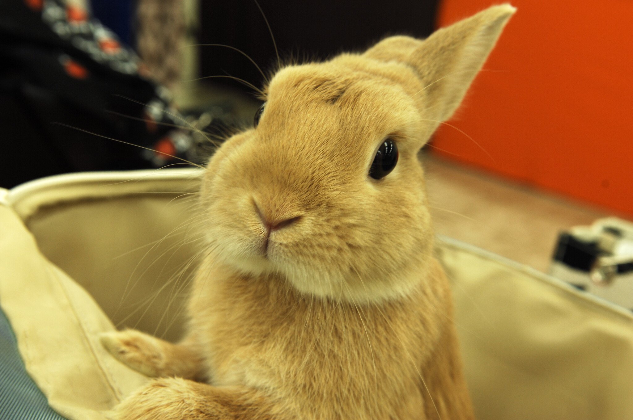 ネザーランドドワーフ みるくの写真 - DSC_1568.JPG