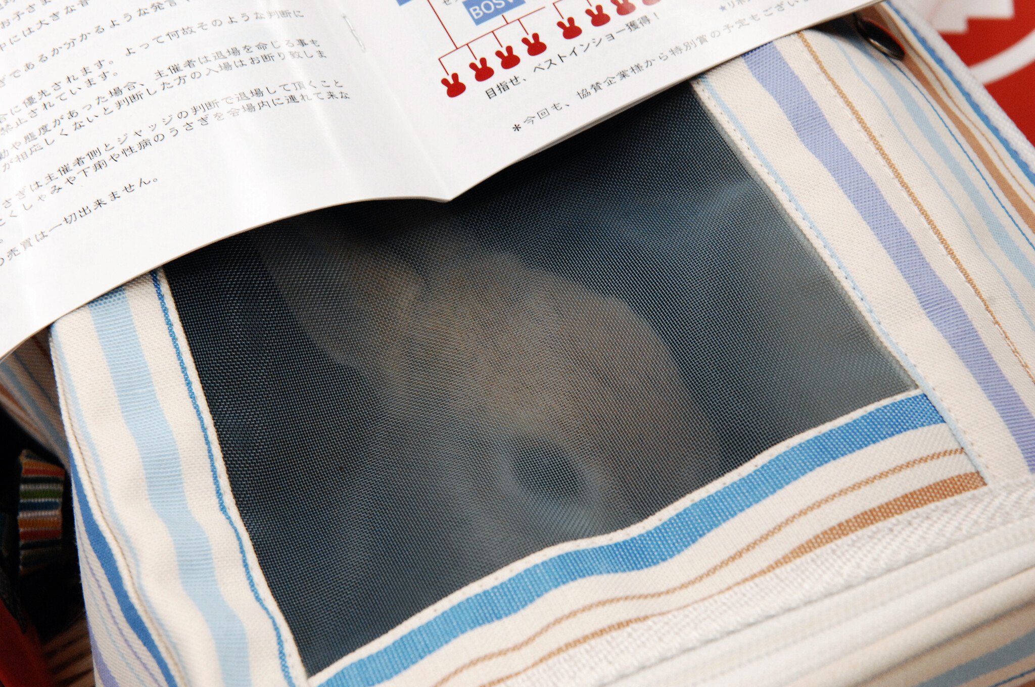 ネザーランドドワーフ みるくの写真 - DSC_1580.JPG